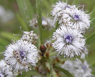 Flores de Globularia salicina