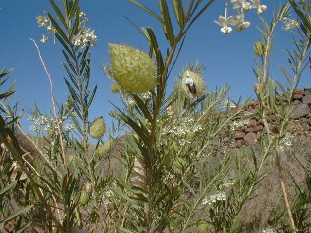 Gomphocarpus fruticosus