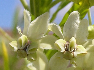 Flores de
          Gomphocarpus fruticosus