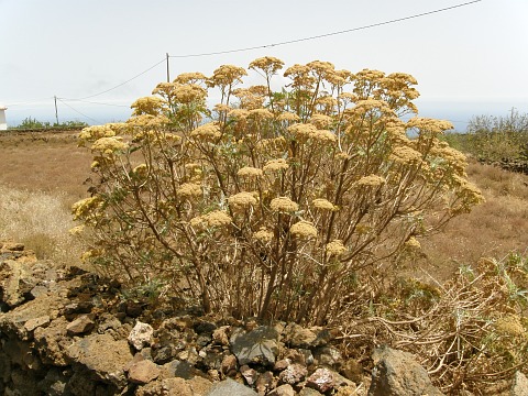 Gonospermum canariense