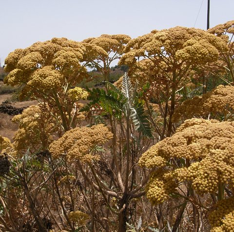 Gonospermum canariense