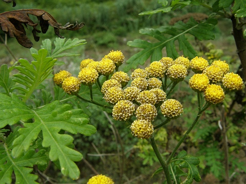 Gonospermum gomerae