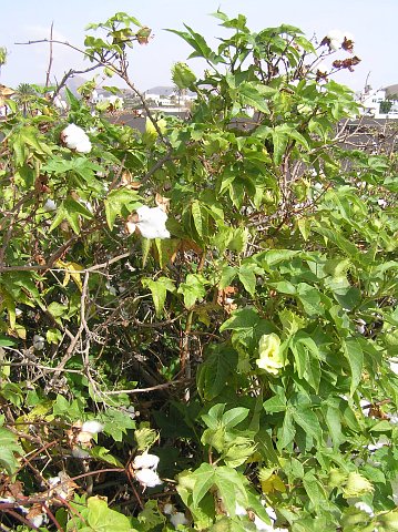 Gossypium herbaceum