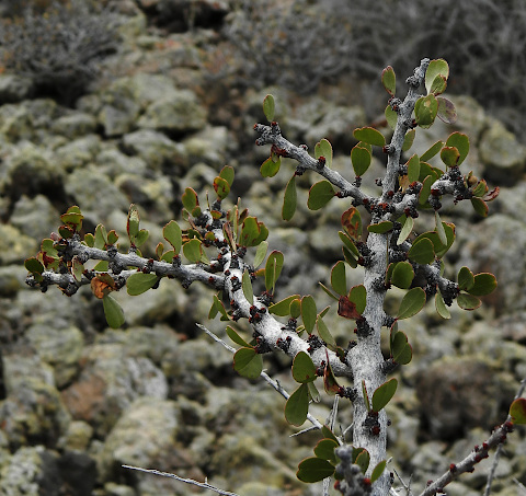 Gymnosporia cryptopetala