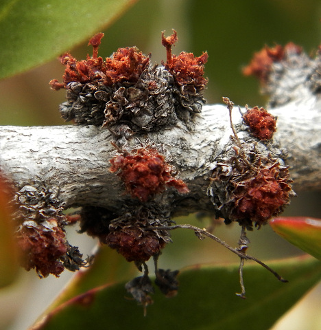 Gymnosporia cryptopetala