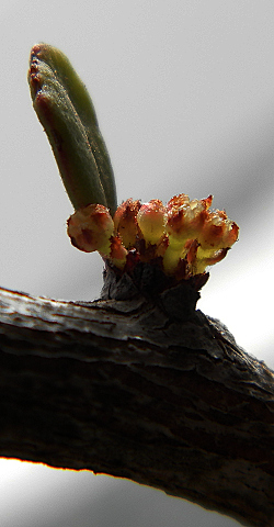 Gymnosporia cryptopetala