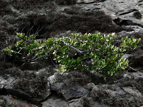 Gymnosporia cryptopetala