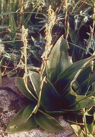 Habenaria tridactylites