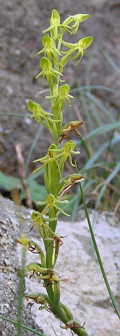 Inflorescencia de Habenaria tridactylites