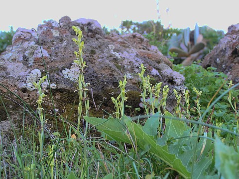 Habenaria tridactylites