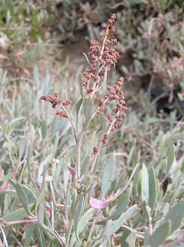 Halimione portulacoides