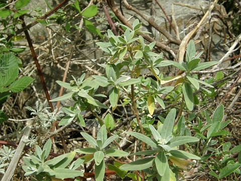 Helianthemum broussonetii