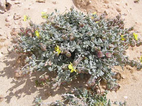 Helianthemum canariense