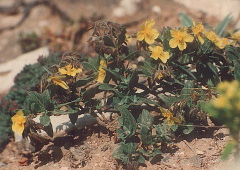 Helianthemum gonzalezferreri