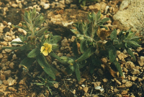 Helianthemum ledifolium