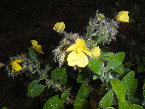 Helianthemum teneriffae