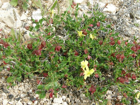 Helianthemum thymiphyllum