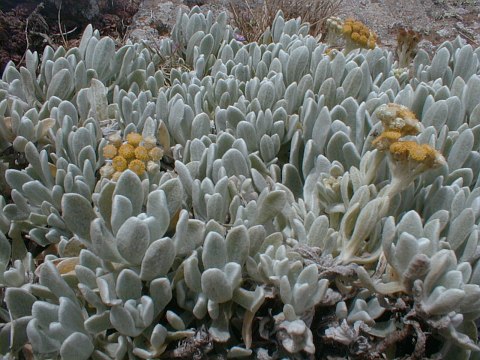 Helichrysum gossypinum