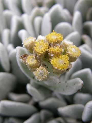 Helichrysum gossypinum