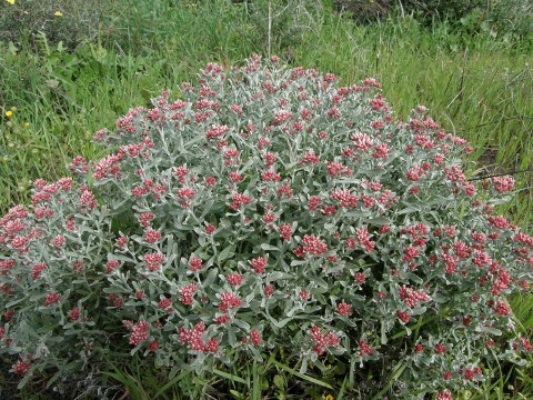 Helichrysum monogynum