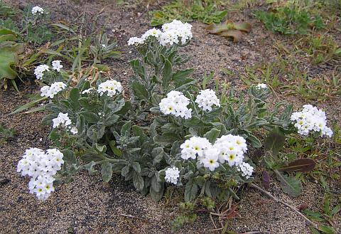 Heliotropium ramossisimum