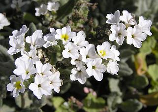 Flores de Heliotropium ramisissimum