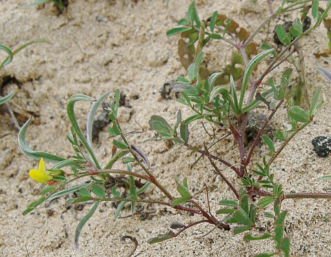 Hippocrepis
          multisiliquosa