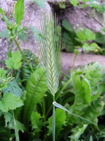 Hordeum murinum