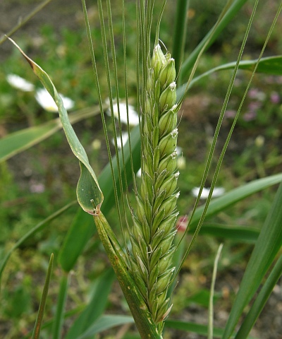 Hordeum vulgare