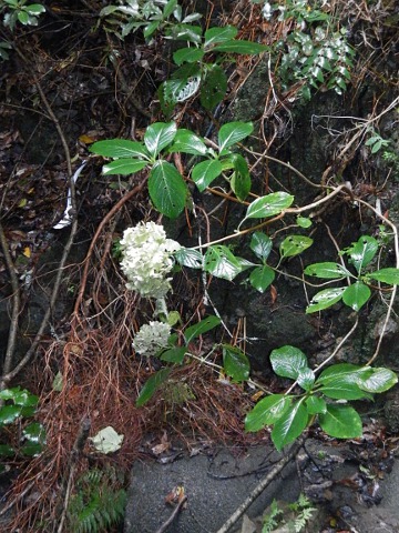 Hydrangea macrophylla