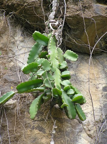 Hylocereus undatus