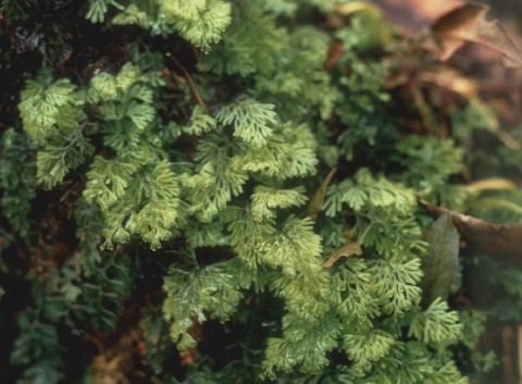 Hymenophyllum tunbrigense