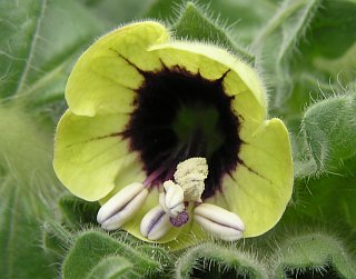 Flor de Hyoscyamus albus