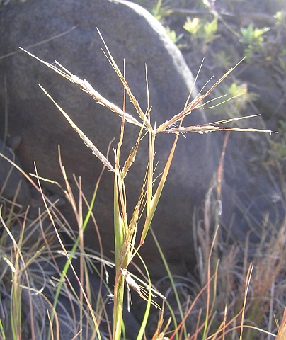 Espiguillas de Hyparrhenia hirta