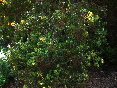 Hypericum
          canariense