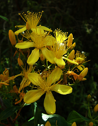 Hypericum
          canariense