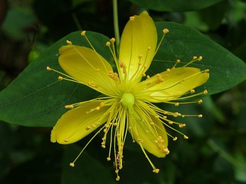 Hypericum
          grandifolium