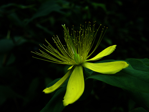 Hypericum
          grandifolium