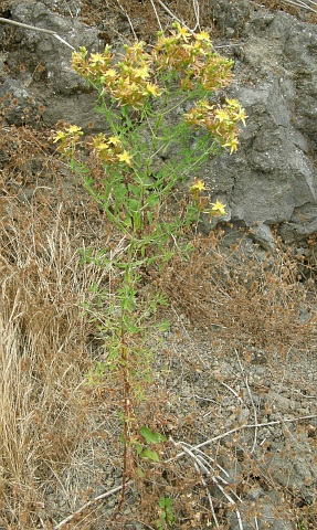 Hypericum
          perforatum