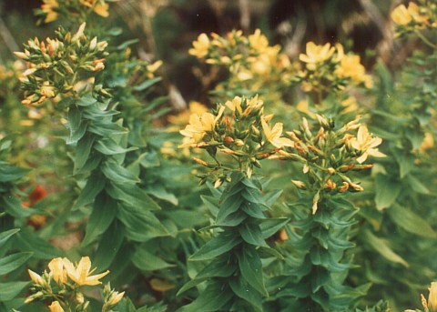 Hypericum reflexum