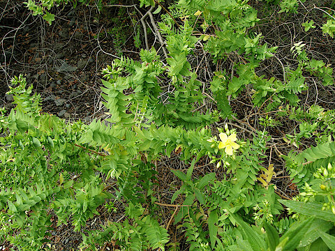 Hypericum
          reflexum