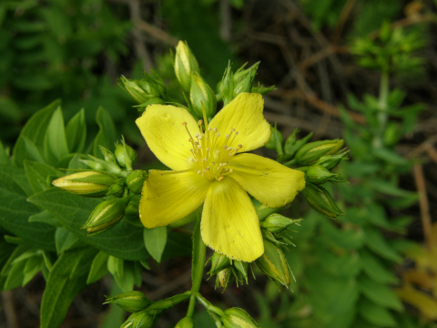 Hypericum
          reflexum