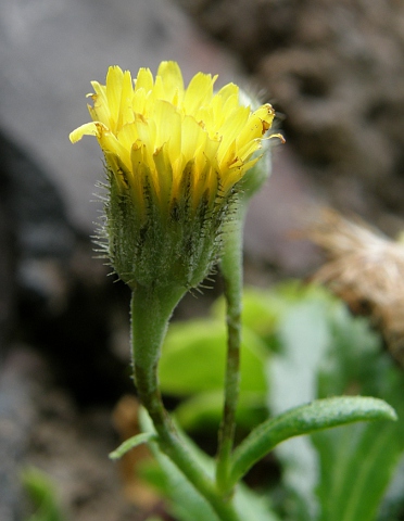 Hypochaeris oligocephala