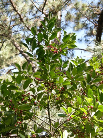 Ilex canariensis