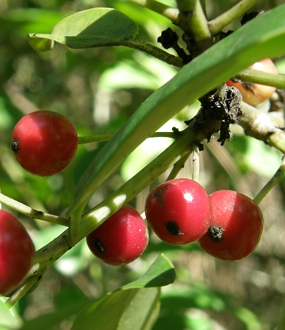 Frutos de Ilex canariensis