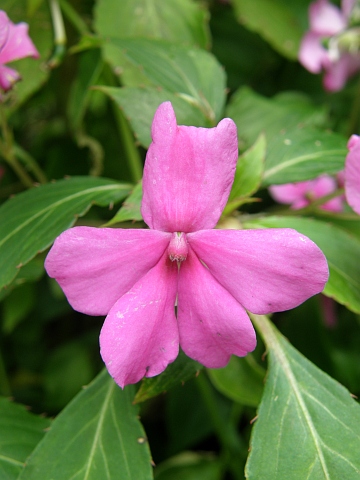 Flor de Impatiens walleriana