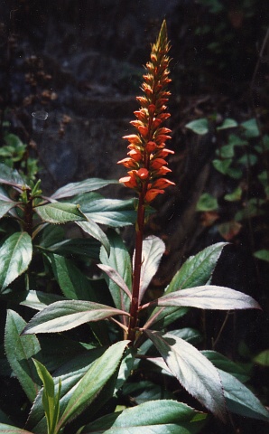 Isoplexis canariensis