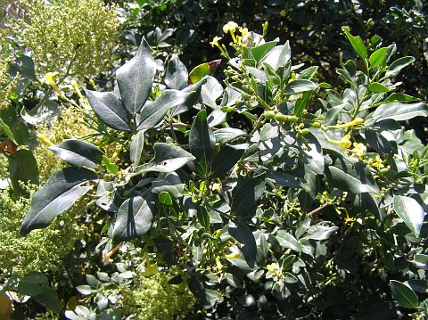 Jasminum odoratissimum