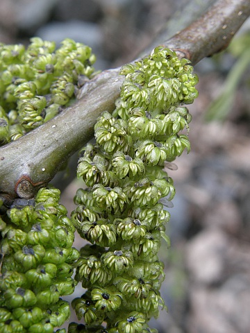 Juglans regia