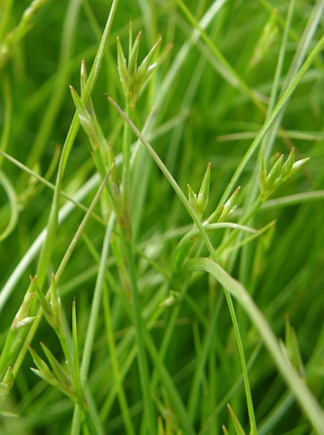 Juncus bufonius